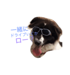 おまぬ犬.ロー（個別スタンプ：13）