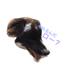 おまぬ犬.ロー（個別スタンプ：14）