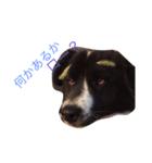 おまぬ犬.ロー（個別スタンプ：15）