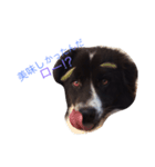 おまぬ犬.ロー（個別スタンプ：16）