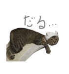 キジトラのカリンくん（個別スタンプ：5）