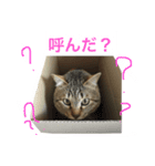 キジトラのカリンくん（個別スタンプ：6）
