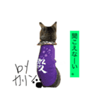 キジトラのカリンくん（個別スタンプ：8）