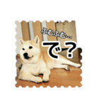 あおくみさんちのひなちゃんスタンプ（個別スタンプ：3）