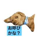 わんこさんスタンプ（個別スタンプ：1）