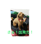 わんこさんスタンプ（個別スタンプ：2）