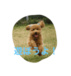 わんこさんスタンプ（個別スタンプ：3）