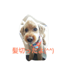 わんこさんスタンプ（個別スタンプ：4）