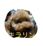 わんこさんスタンプ（個別スタンプ：5）