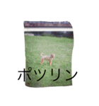 わんこさんスタンプ（個別スタンプ：6）