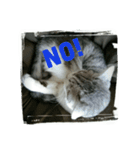 猫の気持ち2（個別スタンプ：2）