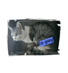 猫の気持ち2（個別スタンプ：11）