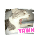 猫の気持ち2（個別スタンプ：12）