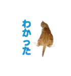 りんたろスタンプ（個別スタンプ：5）