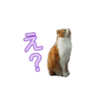 りんたろスタンプ（個別スタンプ：6）
