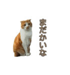りんたろスタンプ（個別スタンプ：7）
