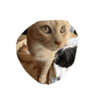 猫のスタンプまとめいち（個別スタンプ：1）