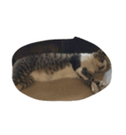 猫のスタンプまとめいち（個別スタンプ：4）