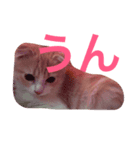 しゅんねこスタンプ（個別スタンプ：1）