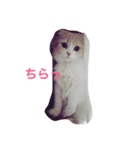 しゅんねこスタンプ（個別スタンプ：3）