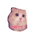 しゅんねこスタンプ（個別スタンプ：4）