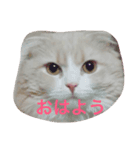 しゅんねこスタンプ（個別スタンプ：7）