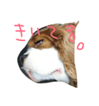 きゃばりあ（個別スタンプ：1）