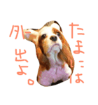 きゃばりあ（個別スタンプ：2）