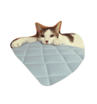 たらだよ（個別スタンプ：3）
