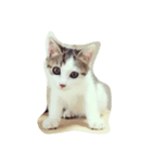 たらだよ（個別スタンプ：4）
