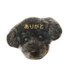 ちゃっくんのひとこと1（個別スタンプ：1）