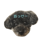 ちゃっくんのひとこと1（個別スタンプ：2）