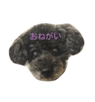 ちゃっくんのひとこと1（個別スタンプ：5）