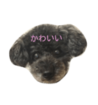 ちゃっくんのひとこと1（個別スタンプ：7）