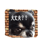 レンガチワワ（個別スタンプ：1）