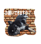 レンガチワワ（個別スタンプ：2）