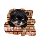 レンガチワワ（個別スタンプ：5）