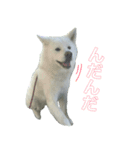 秋田犬 花（個別スタンプ：3）