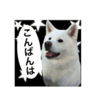 秋田犬 花（個別スタンプ：6）