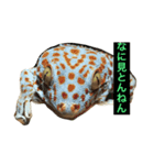 SU家族（個別スタンプ：1）