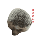 SU家族（個別スタンプ：4）