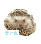 SU家族（個別スタンプ：5）