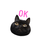 むくむく黒猫のうに（個別スタンプ：1）