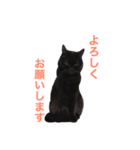 むくむく黒猫のうに（個別スタンプ：2）