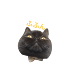 むくむく黒猫のうに（個別スタンプ：3）