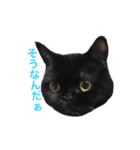 むくむく黒猫のうに（個別スタンプ：4）