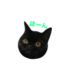 むくむく黒猫のうに（個別スタンプ：6）