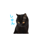むくむく黒猫のうに（個別スタンプ：9）