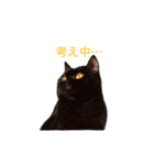 むくむく黒猫のうに（個別スタンプ：10）