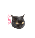 むくむく黒猫のうに（個別スタンプ：11）